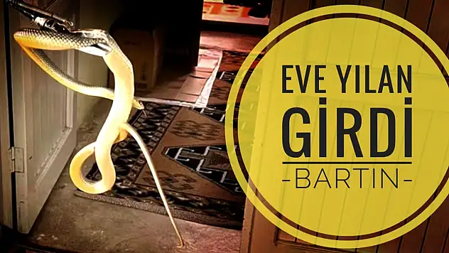 Bartın - Eve yılan girdi