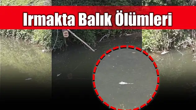 Bartın Irmağında balık ölümleri