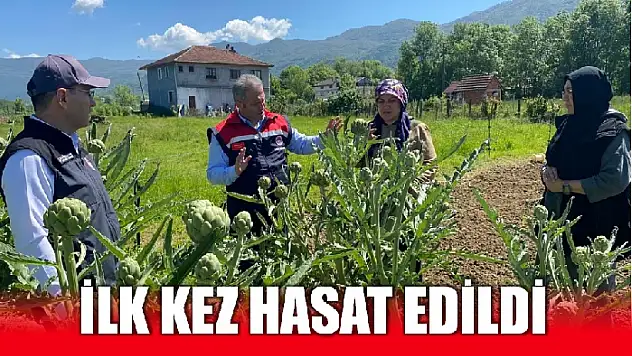 Bartın'da kuşkonmazla enginar esintisi