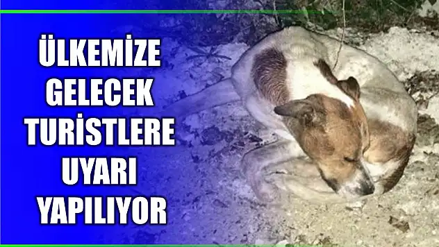 Başıboş köpek sayısı 4 milyona yaklaştı