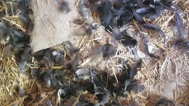 Başıboş köpekler, girdikleri kümeste 22 tavuğu telef etti