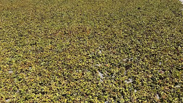 Batı Karadeniz'de fındık harmana indi