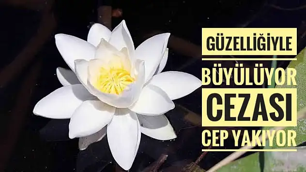 Bir çiçek yarım milyon lira