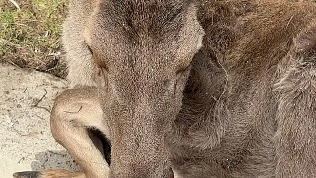 Bolu'da 3 ayda 15 yaban hayvanı tedavi edilerek doğaya salındı