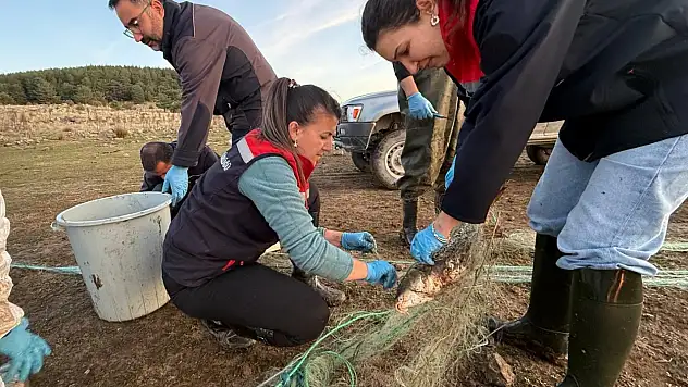 Bolu'da 5 kilometrelik hayalet ağ toplandı: 500 balık canlı kurtarıldı