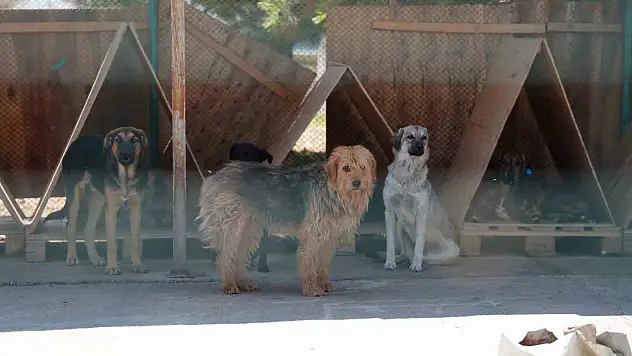 8 ayda 621 kedi ve köpek sahiplendirildi
