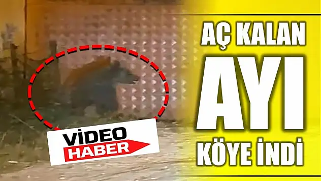 Aç kalan ayı köye indi
