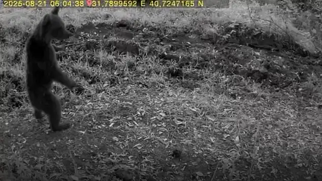 Bolu'da anne ayı ve 3 yavrusu görüntülendi