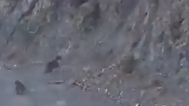 Bolu'da anne ayı ve yavrusu korkuyla dağa tırmandı, o anlar kamerada