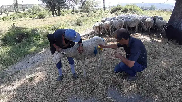 Bolu'da başıboş köpekler sürüye saldırdı: