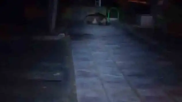 Çocuk parkına ayı girdi