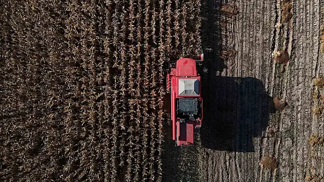 Bolu'da dane mısır hasadı başladı