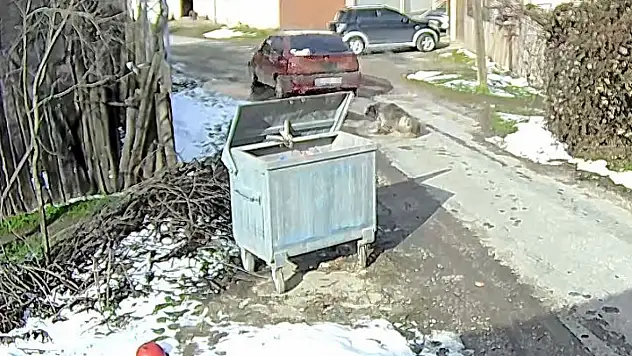 Bolu'da ezilen köpeğin röntgeninden 400 saçma çıktı: