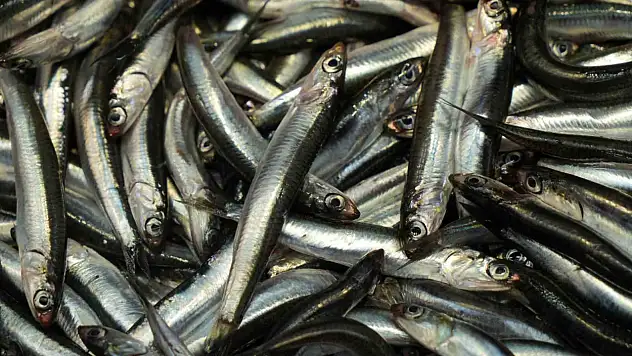 Bolu'da hamsiye rağbet sürüyor