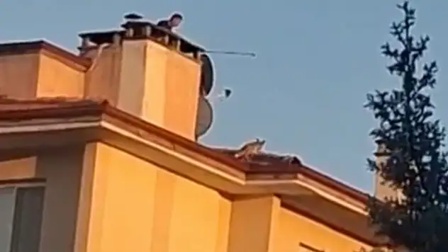 Bolu'da ilginç anlar: Apartman çatısına tilki çıktı