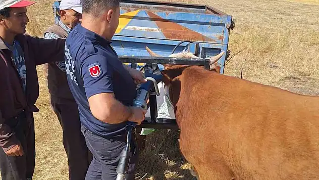Bolu'da ineğin kafası tarım aletine sıkıştı
