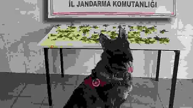 Bolu'da jandarmadan peş peşe uyuşturucu ve kaçakçılık operasyonları: 3 tutuklama