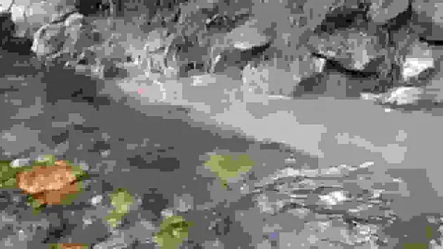 Bolu'da kanalizasyon sularının dereye karışmasına tepki