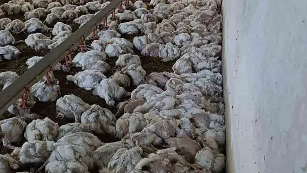 Kümesin havalandırması devre dışı kalınca 4 bin tavuk telef oldu