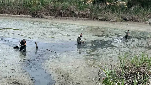 Bolu'da, kuruyan gölette mahsur kalan balıklar kurtarıldı