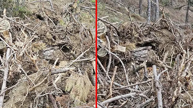 Vaşak ve yavruları görüntülendi