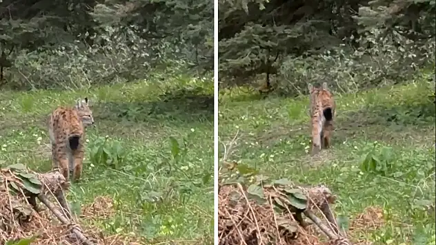Bolu'da, nesli tükenmekte olan vaşak görüntülendi