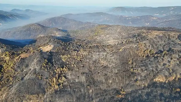 Bolu'da ormanlar küllerinden doğacak