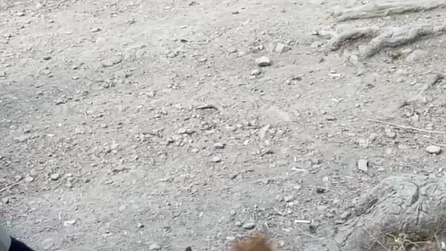 Bolu'da piknikçilere sürpriz ziyaret: Sincabı elleriyle beslediler