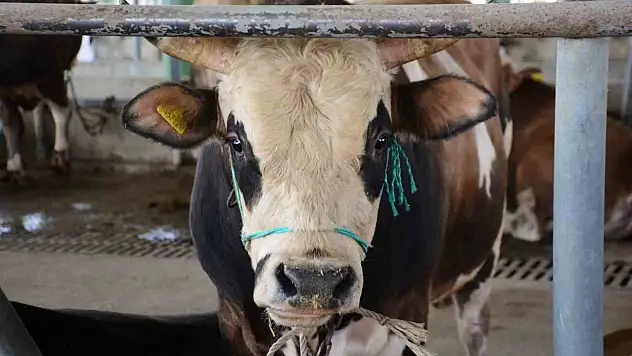 Bolu'da şap kısıtlamaları kaldırıldı