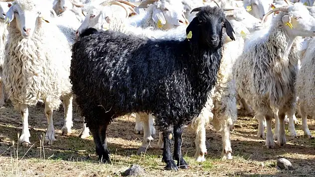 Bolu'da tiftik keçisine 3 milyon liralık destek