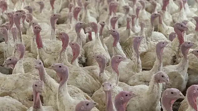 Bolu'da üreticilere