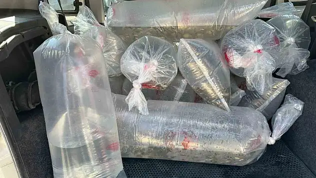 Bolu'da üretilen yavru sazanlar Türkiye'nin dört bir yanına gönderildi
