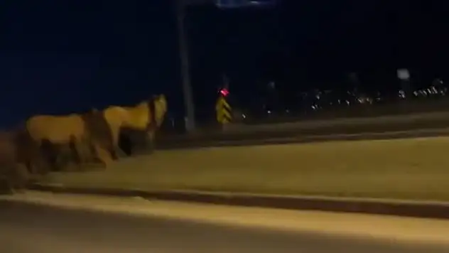 Bolu'da yılkı atları D-100'e indi: Orta refüjde otladılar