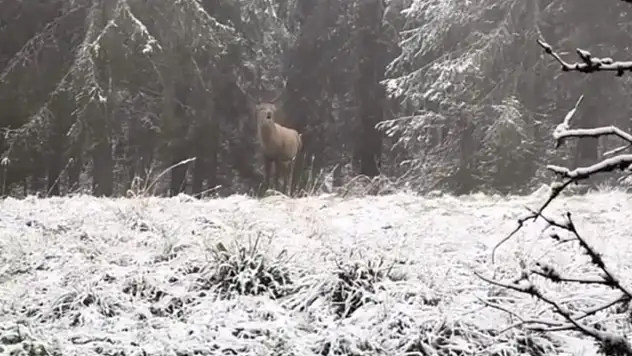 Bolu ormanlarında kızılgeyiğin böğürme anları kameraya yansıdı