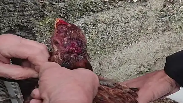 Boynuna ip bağlanan tavuğu vatandaşlar kurtardı