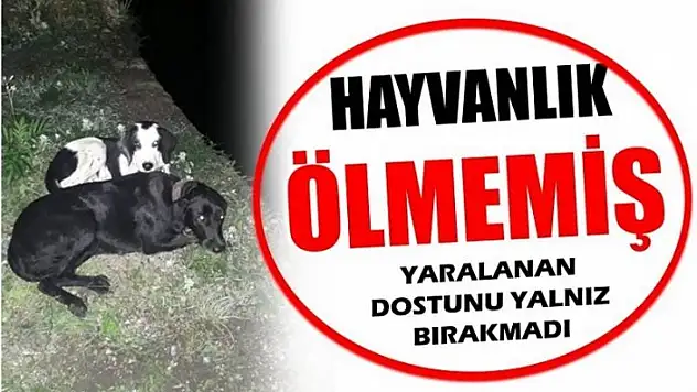 BU KÖPEK, İNSANLIK DERSİ VERDİ!