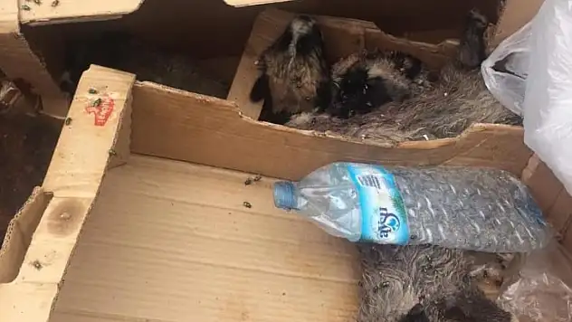 6 köpek yavrusu vurularak öldürülmüş halde bulundu