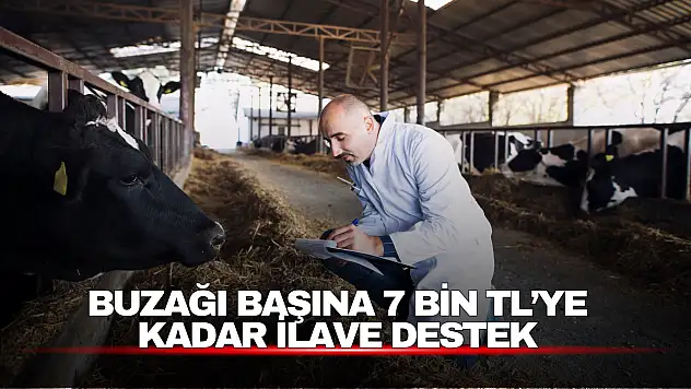 Büyükbaş Hayvancılıkta Destekler Artırıldı