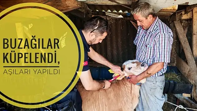 Buzağılar Küpelendi, Aşıları Yapıldı
