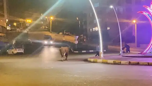 Caddede ilerleyen büyükbaş hayvanlar kamerada