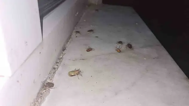 Kahverengi kokarca alarmı