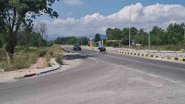 Çaycuma-Perşembe yolunda mandalar sürücülere zor anlar yaşattı