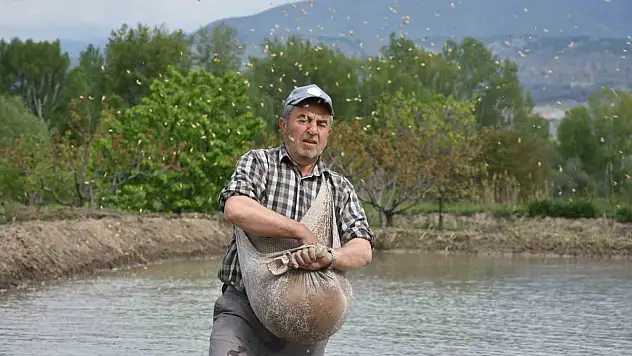 Coğrafi işaretli Tosya pirincinin zorlu ekim mesaisi başladı