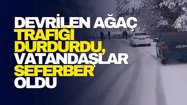 Devrilen Ağaç Trafiği Durdurdu