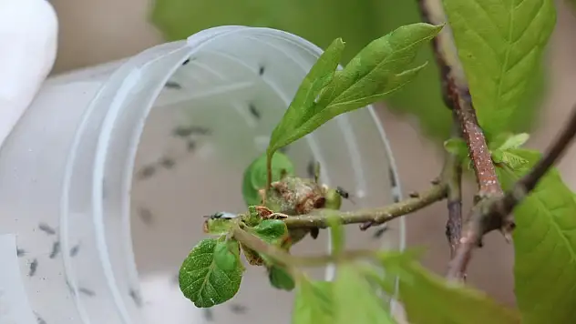Doğaya savaşçı böcekler bırakıldı