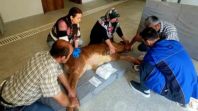 Doğum sırasında bacağı kırılan buzağı, başarılı ameliyatla hayata tutundu