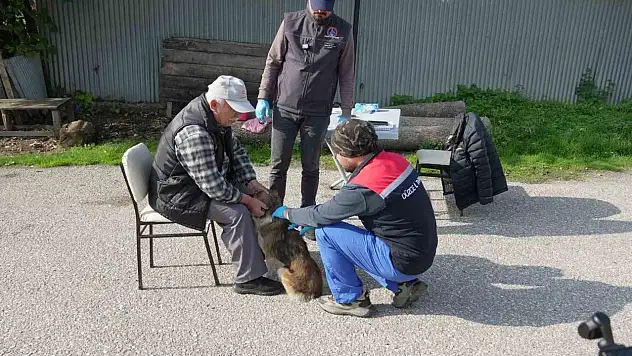 Düzce'de 175 köpek yerinde sahiplendirildi