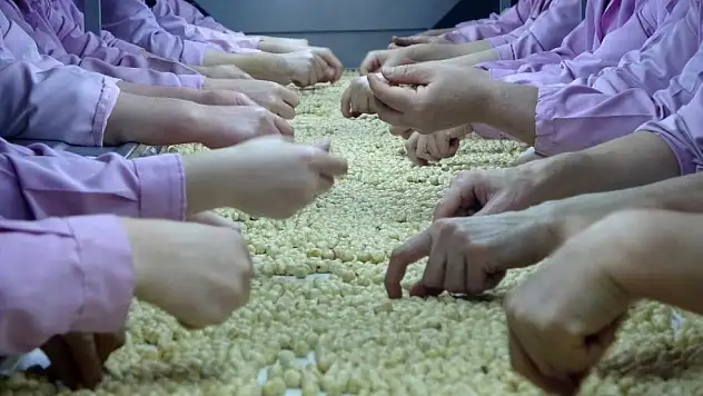 Düzce'de AB ülkelerine 8 bin 374 ton gönderildi