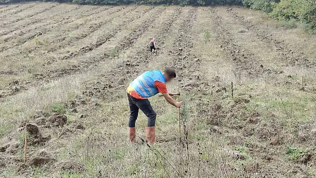 Düzce'de yanan orman alanları