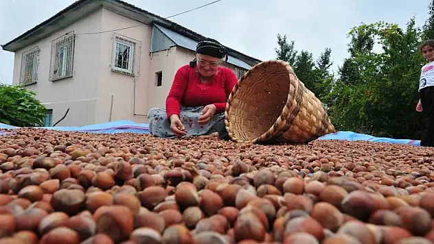 Düzce'de yılın ilk yarısında 6 bin 40 ton fındık ihraç edildi